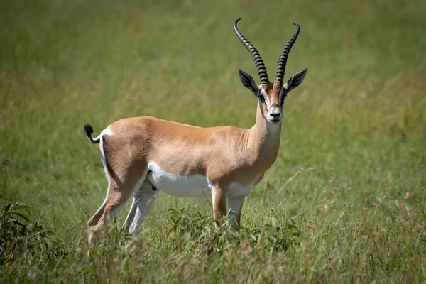 Grant gazelle stojí a pozoruje kameru v trávě — Stock fotografie