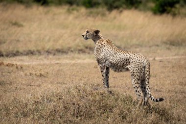 Dişi çita tümsekte durup sola bakıyor.
