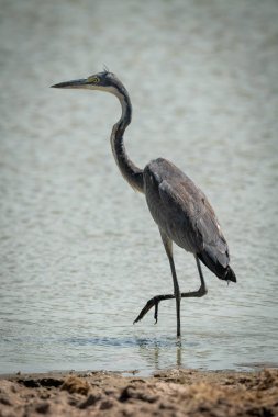 Gri balıkçıl gölde bacağını kaldırıyor.