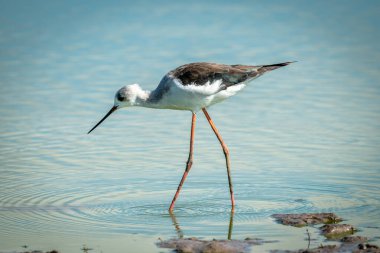 Olgunlaşmamış siyah kanatlı stil Sığ gölette yürüyor