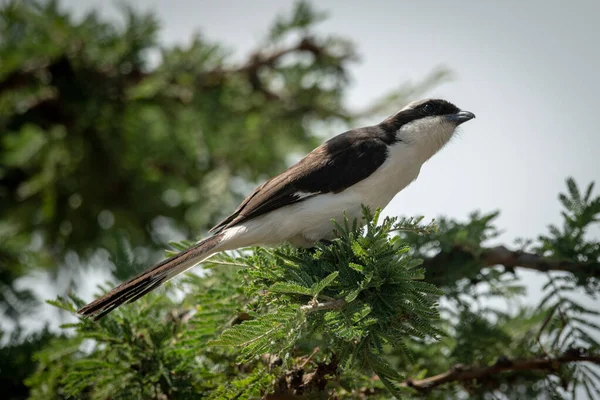 Grey-backed fiscal stretches neck on leafy branch — Stock Photo, Image