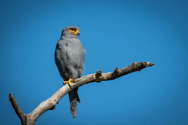 Cinza kestrel em uma perna olha para cima — Fotografia de Stock