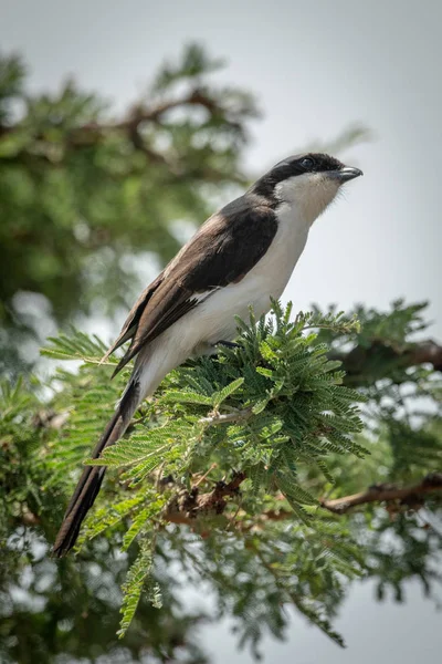 Grey-backed fiscal with catchlight on leafy branch — Stock Photo, Image