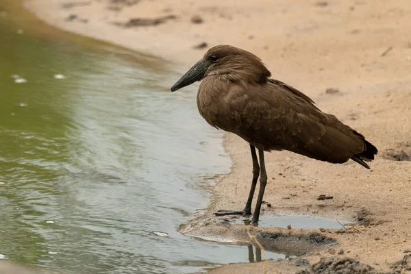 Hamerkop homokon áll a sekély folyó mellett. — Stock Fotó