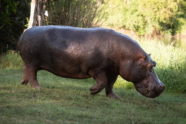 Hippo lifts foot to walk across lawn — Stock Photo, Image
