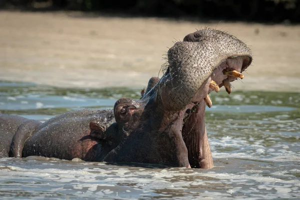 Hippo opens mouth wide in foamy river — Stock Photo, Image