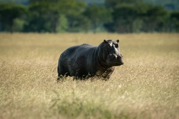 Hippo hosszú füvön áll és kamerát néz. — Stock Fotó