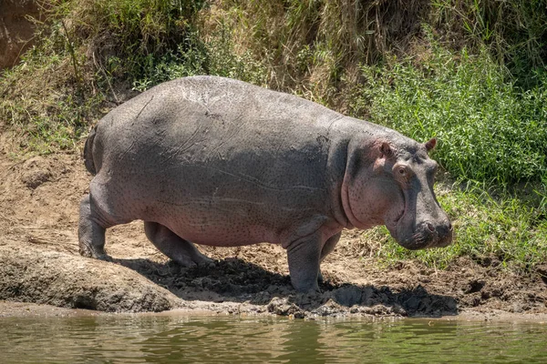 Hroch na břehu řeky se obrací ke kameře — Stock fotografie