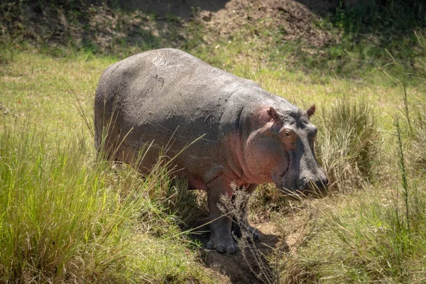 Hippo στέκεται στο χορταριασμένο gully eyeing κάμερα — Φωτογραφία Αρχείου