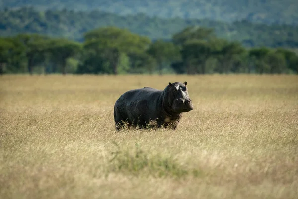 Hippo στέκεται σε μακρύ γρασίδι eyeing κάμερα — Φωτογραφία Αρχείου