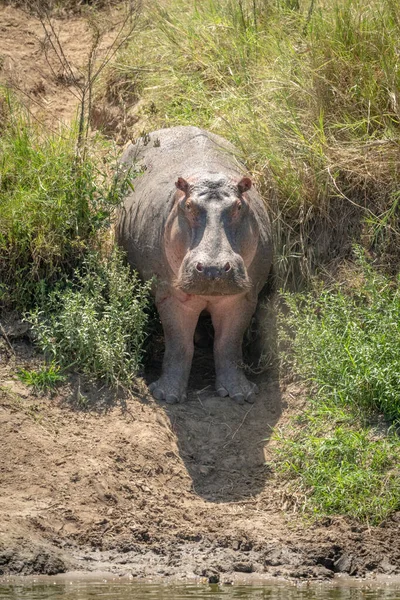 Hippo stands in grassy gully facing camera — Stock Photo, Image