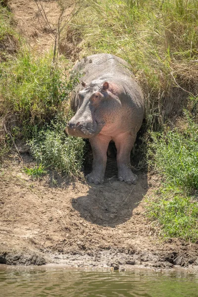 Hippo stands in grassy gully turning head — Stock Photo, Image