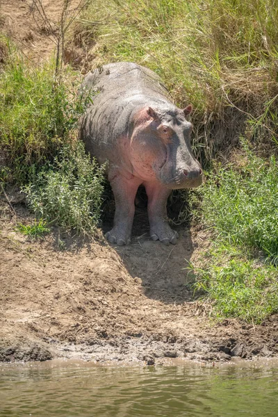 Ippopotamo stand in overgrown canalone eye camera — Foto Stock