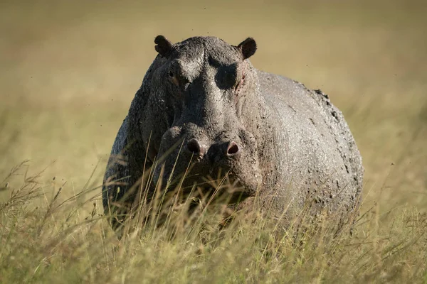 Hippo fica em alta grama de olho câmera — Fotografia de Stock