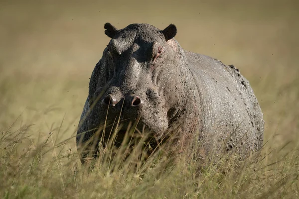 Hippo magas fűben áll és kamerát néz. — Stock Fotó