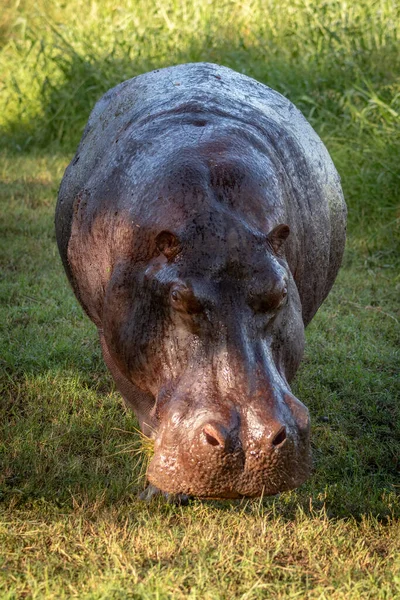 Hippo se tient sur herbe pelouse face caméra — Photo