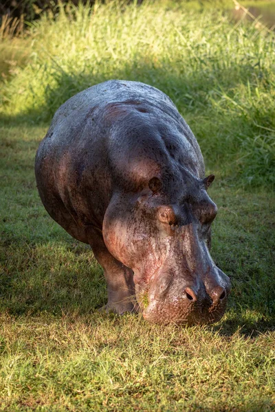 Hippo staat op gras gazon draaien hoofd — Stockfoto