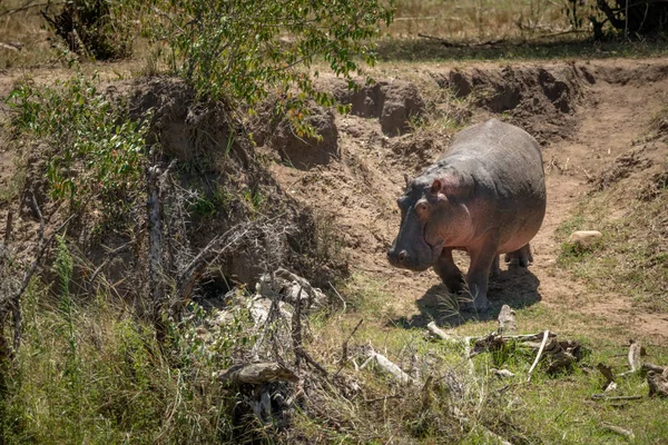 Hippopotame descend la rive de la terre près du buisson — Photo