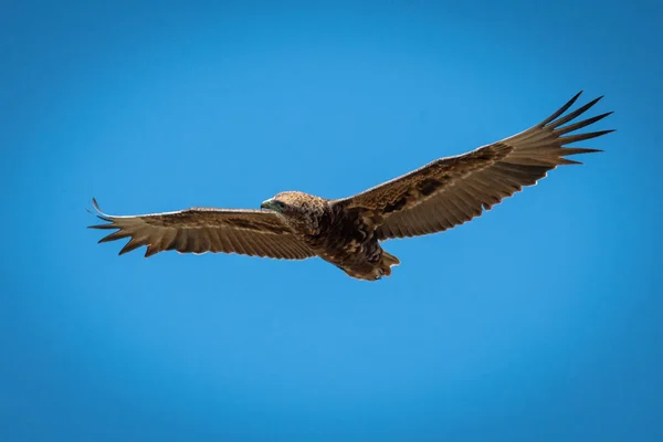 Águia bateleur imatura deslizando no céu azul — Fotografia de Stock