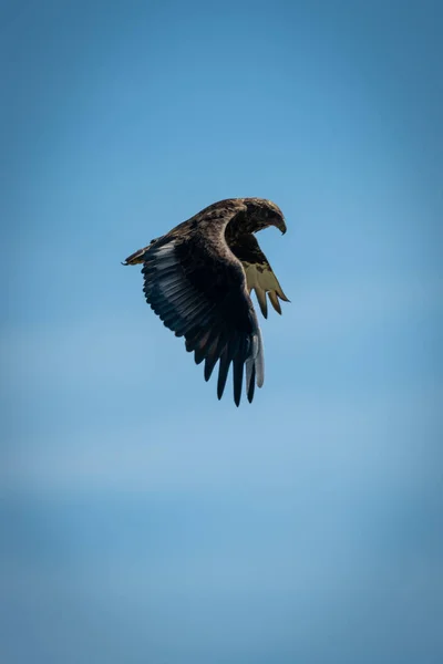 Olgunlaşmamış bateleur, mavi gökyüzünde kanat çırpıyor — Stok fotoğraf