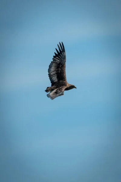 Olgunlaşmamış bateleur mükemmel mavi gökyüzünde uçar — Stok fotoğraf