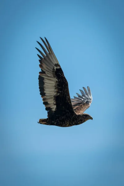 Bateleur inmaduro levanta alas en el cielo azul — Foto de Stock