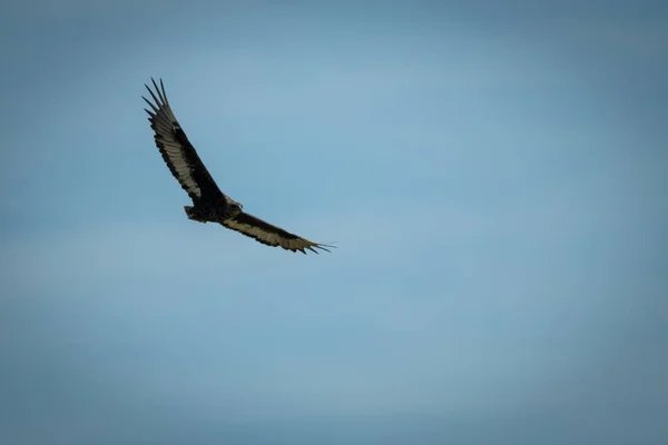 Unreifer Bateleur schwebt in perfektem blauem Himmel — Stockfoto