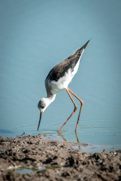 Unreife Stelzenläufer beugen sich zum Wasser — Stockfoto