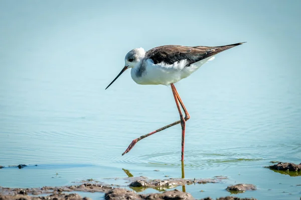 Unreife Stelzenläufer heben Fuß im Wasser — Stockfoto