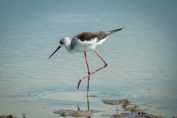 Immature noir-ailé stilt faire des ondulations dans l'étang — Photo