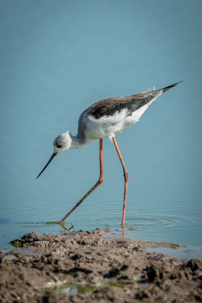 Immature black-winged stilt walking in shallow pond