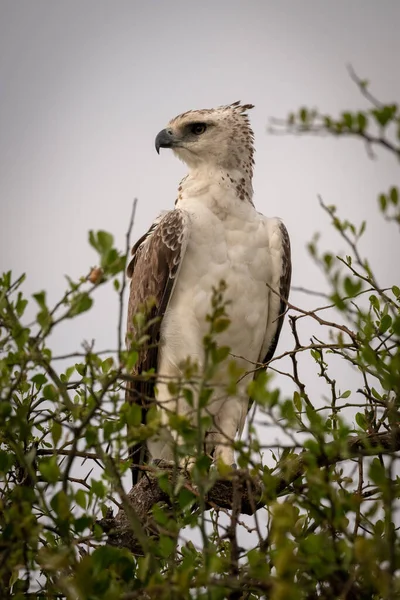 Jonge Afrikaanse gekroonde adelaar neergestreken in boom — Stockfoto