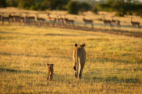 Impala harém relógios leoa e filhote de abordagem — Fotografia de Stock