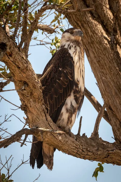 アフリカの稚魚のワシが枝につく — ストック写真