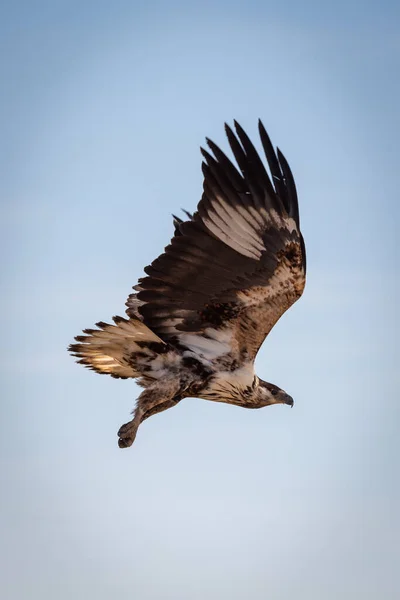 Águila pescadora africana juvenil en el cielo azul — Foto de Stock