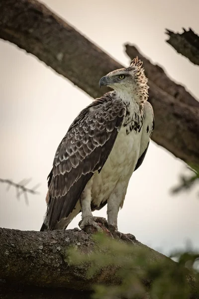 Aigle martial juvénile sur la branche regardant à gauche — Photo