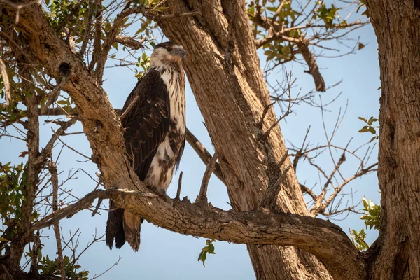 Молодий африканський орел сидить на дереві. — стокове фото