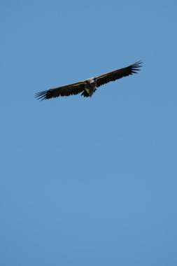 Lappet suratlı akbaba kusursuz mavi gökyüzünde süzülüyor