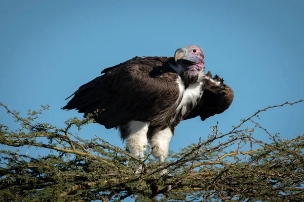 Lappet-faced vulture atop thornbush under blue sky — ストック写真