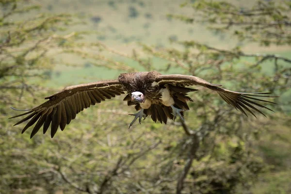 Lappet-faced vulture glides towards landing in trees — Stock Photo, Image