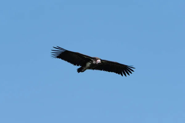 Buitre de cara pálida volando en perfecto cielo azul — Foto de Stock