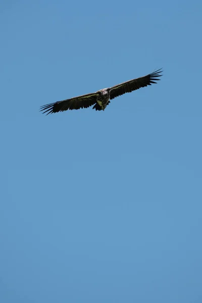 Lappet-faced vulture glides in perfect blue sky — Stock Photo, Image