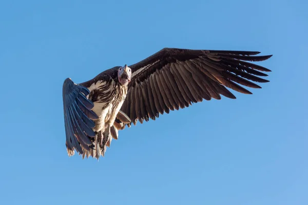 Lappengeier fliegt in perfektem blauen Himmel — Stockfoto