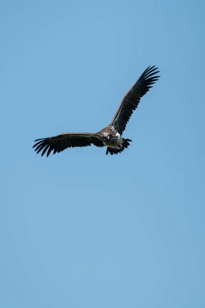 Lappet-faced vulture glides with raised wings — 스톡 사진
