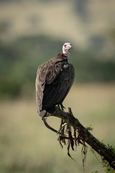 Buitre con cara de Lappet observa la cámara desde la rama muerta — Foto de Stock