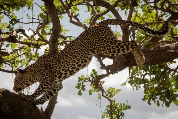 Leopardo salta entre ramos na árvore frondosa — Fotografia de Stock