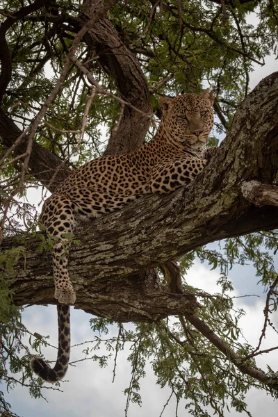 Leopard leží na stromě s houpající se nohou — Stock fotografie