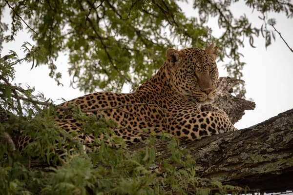 A leopárd levelekkel kirakott fán fekszik. — Stock Fotó