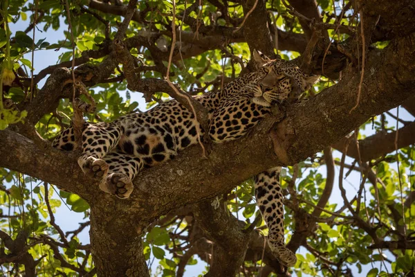 Leopard lies on branch with eye closed — ストック写真