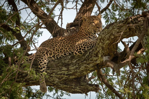 Leopard lies on branch with leg dangling — 스톡 사진